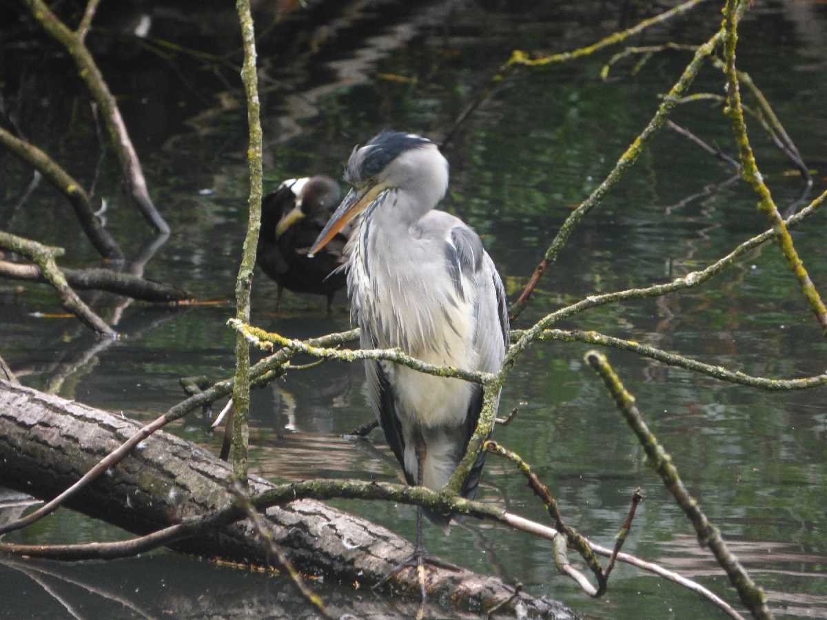 Herons, Egrets and Cormorants around Birmingham and the West Midlands